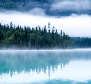 樹洞_陪伴聊天的好所在