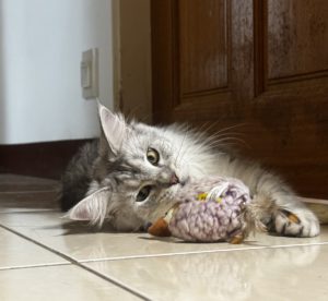 到府代理鏟屎官(•̀ᴗ• ) ̑̑